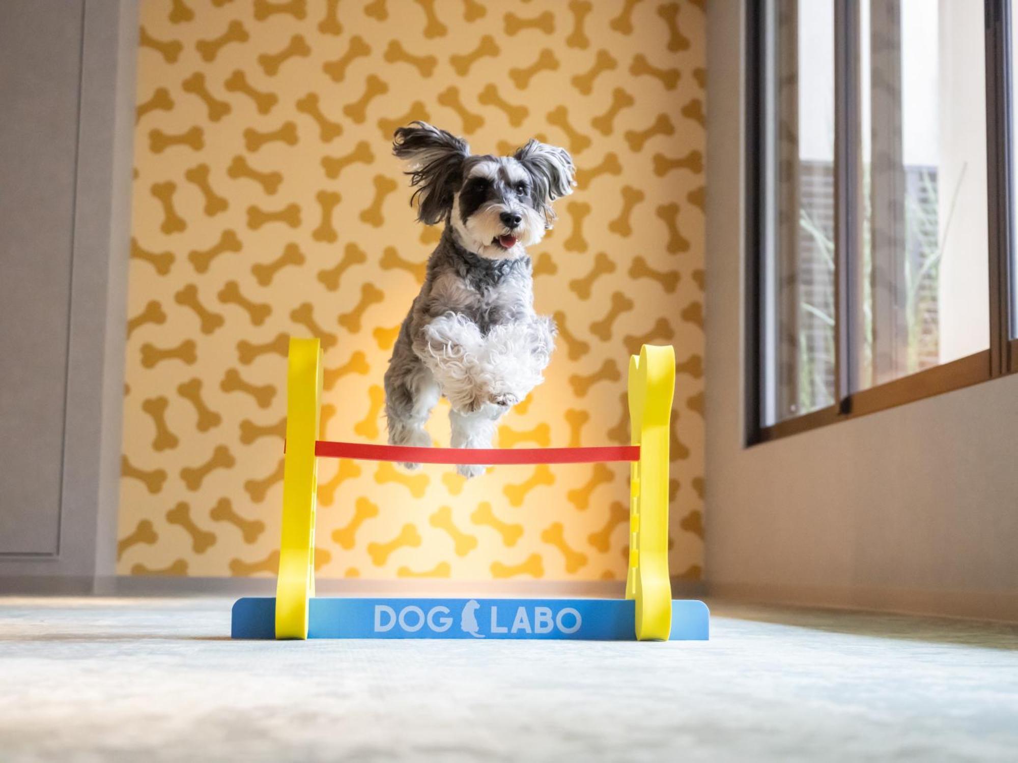 Hotel Anddoggy Kyoto Nijo Eksteriør billede