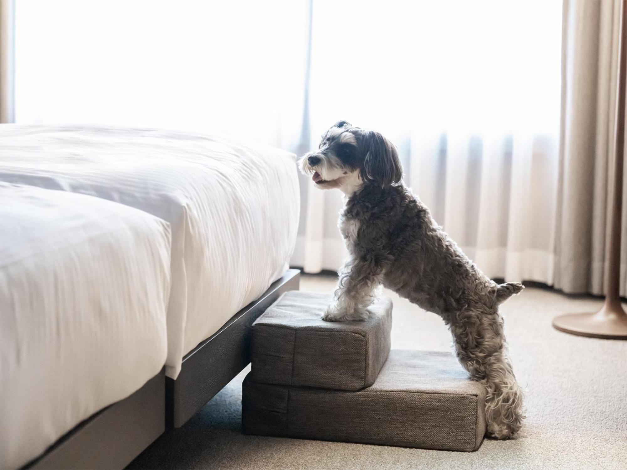 Hotel Anddoggy Kyoto Nijo Eksteriør billede